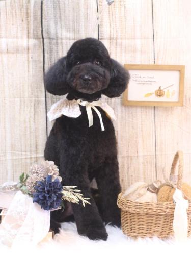 20241011アロちゃん